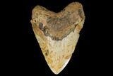 Fossil Megalodon Tooth - + Foot Prehistoric Shark #114402-1